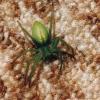 Micrommata virescens
